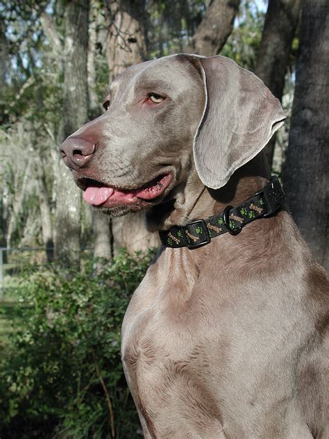 File:Weimaraner Walker portrait.jpg - Wikimedia Commons