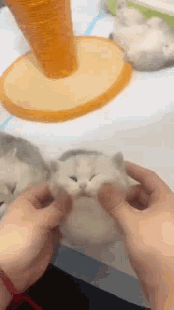 Yawn Cat GIF - Yawn Cat Sleepy - Discover & Share GIFs