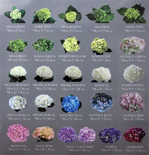 Hydrangea and Peony Landscaping Ideas