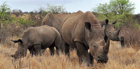 Rhino poaching in South Africa: are numbers falling or focus shifting?