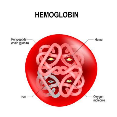 Red Blood Cells Diagram Drawing Illustrations, Royalty-Free Vector ...