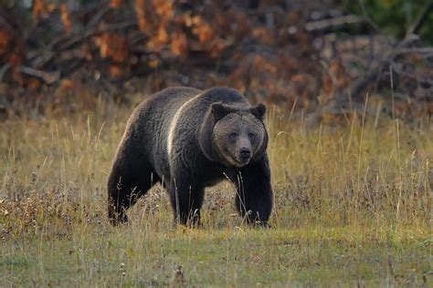 Why Certain Areas of Yellowstone National Park Will Be Closed Off Soon