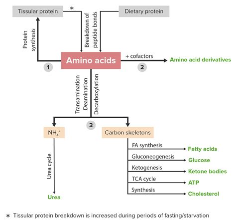 Amino Acid Metabolism – Online Biochemistry Course | Lecturio