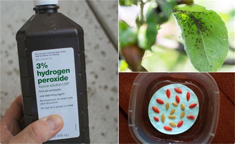 10 Uses For Hydrogen Peroxide In The Garden