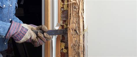 Drywood Termite Treatment - How To Get Rid of Drywood Termites