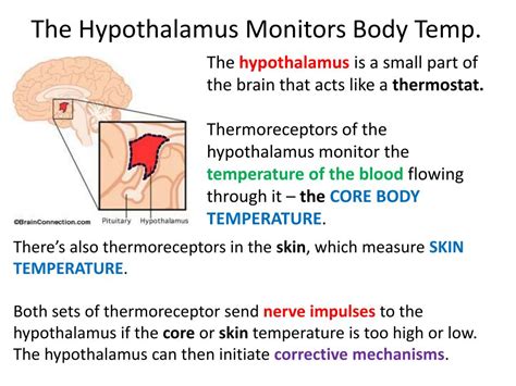 PPT - Thermoregulation PowerPoint Presentation - ID:472302