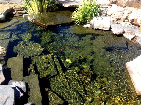 Can you have fish in a Natural Swimming Pool? - TOTAL HABITAT