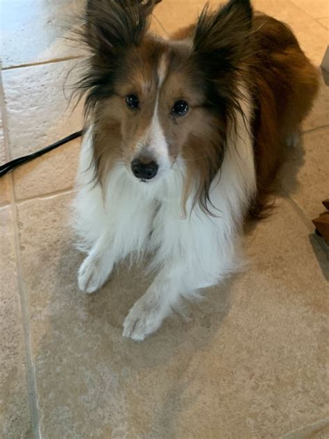 Available Shelties - Mid Florida Sheltie RescueMid Florida Sheltie Rescue