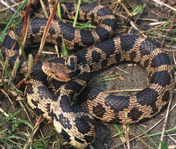 Eastern Foxsnake Recovery Strategy | ontario.ca