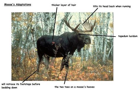 Taiga Adaptations - Moose