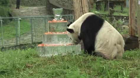 How 'hero father' panda Pan Pan helped to save his species - CNN