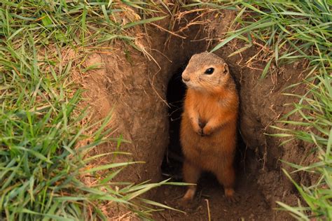 What is the Best Way to Get Rid of Gophers? | Hybrid Pest Control