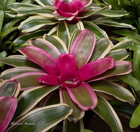 Pink Bromeliad Photograph by Richard Bevevino - Pixels