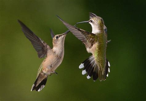 Can Hummingbirds Fly Backwards? - Birds and Blooms