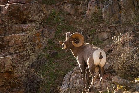 Bighorn Sheep ram on the rocky cliffs that overlook Waterton Canyon in ...