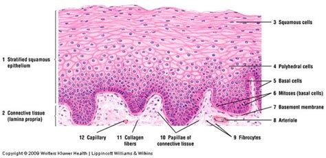 Nonkeratinized stratified squamous epithelium | Squamous, Stratified ...