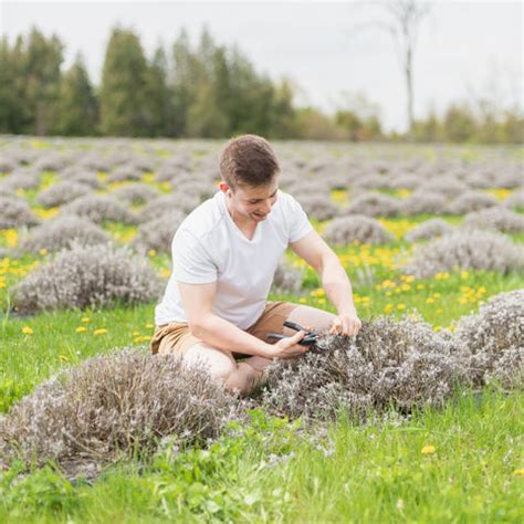 Will French Lavender Survive Winter? – The Garden Hows