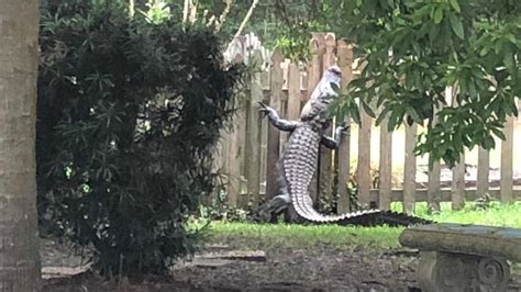 Large alligator climbs fence in Mt. Pleasant neighborhood | WPDE