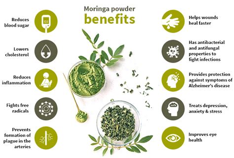 Moringa Powder: 5 Benefits Responsible For Its Popularity