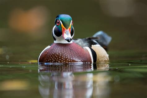 How ducks balance water pressure while diving • Earth.com