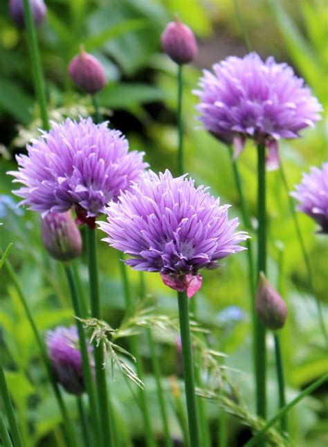 Chives - growing, care and harvesting this delicious condiment