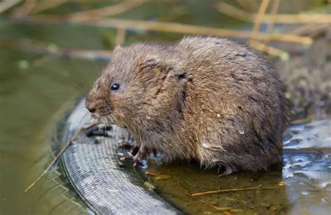 European Water Vole - Facts, Diet, Habitat & Pictures on Animalia.bio