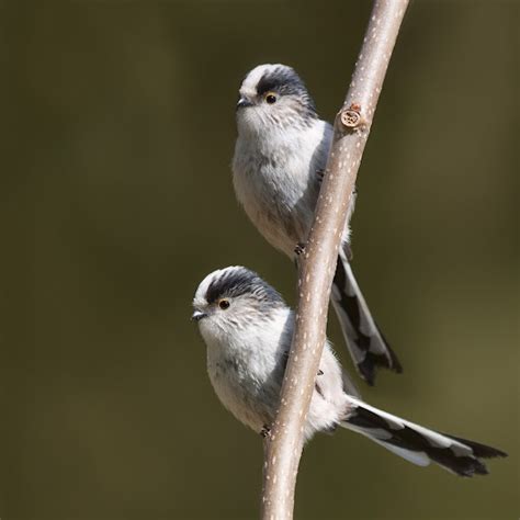 Wildlife of the Channel Islands, UK | Project Noah