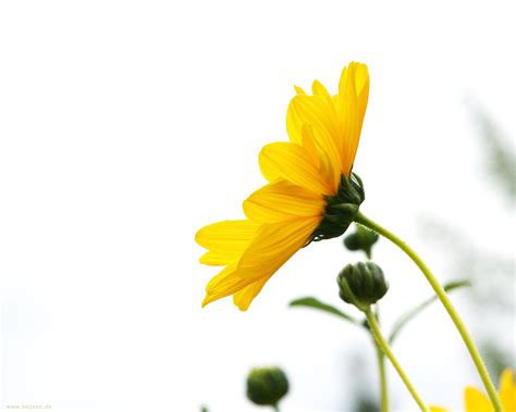 yellow-flower-white-background – P. Allen Smith