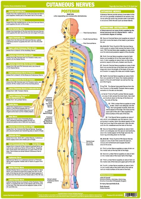 Unique set of 6 charts illustrating & explaining the human Nervous ...