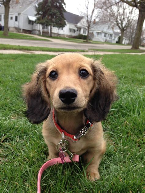 49+ Miniature Longhaired Dachshund Breeders Pic - Bleumoonproductions