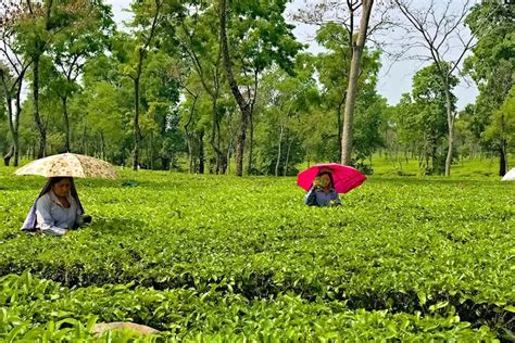 21 Tea Gardens Sold In 2022 In Assam