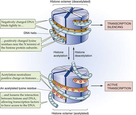 Epigenetic Regulation of Gene Expression - Physiology of Cells and ...