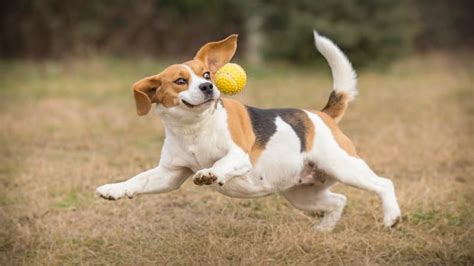 Ways to Work Out with Your Dog - Miss Molly Says