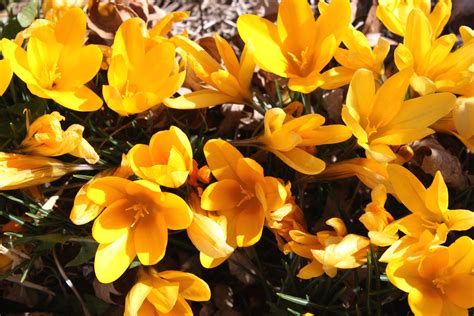 Yellow Crocus Flowers – Photos Public Domain