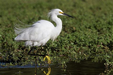 Feathers fluffed up Egret Photograph by Ruth Jolly - Pixels