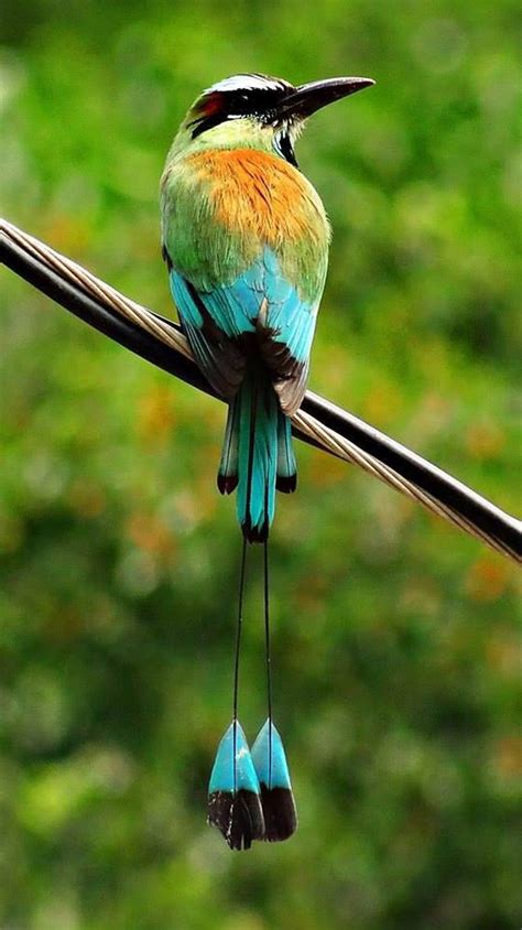 3 Birds of Nicaragua: Birding Ecotourism