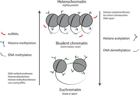 Chromatin exists as euchromatin or heterochromatin, with an ...