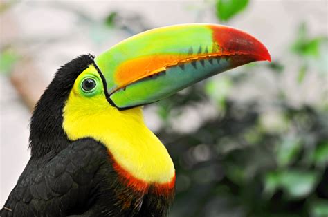 Vibrant Toucan HD Wallpaper