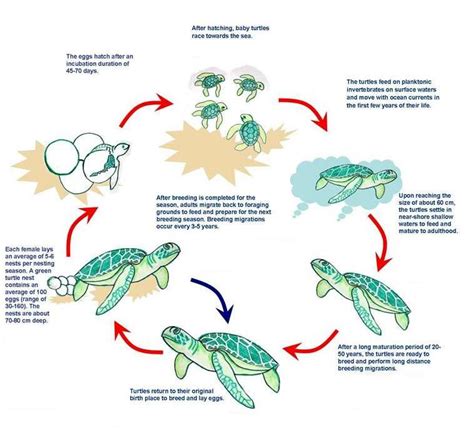 Free Printable Sea Turtle Life Cycle