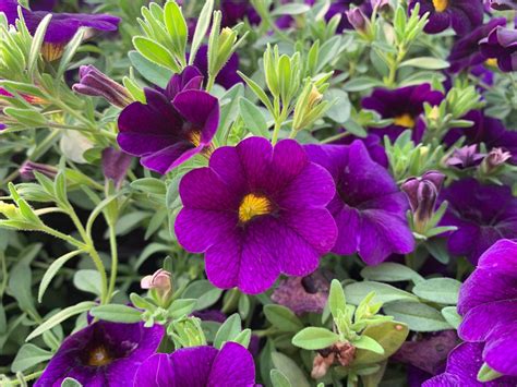 MILLION BELLS - calibrachoa hybrida - E-Cvijet