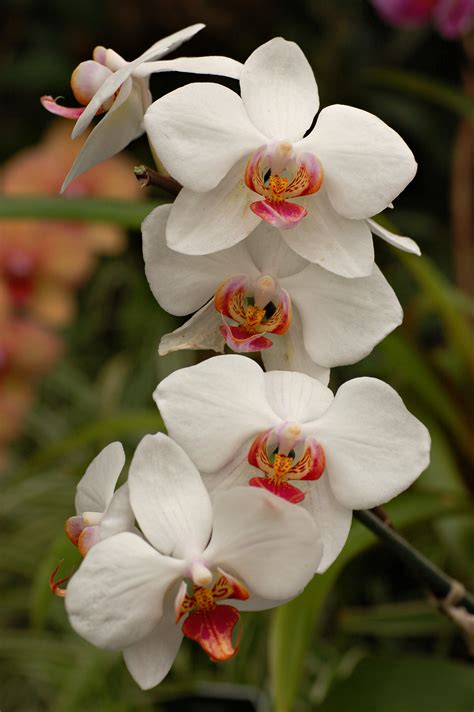 File:Orchid Cultivar White Flowers 2000px.jpg - Wikimedia Commons