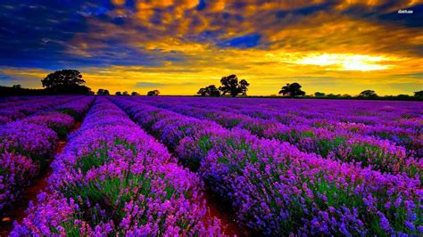 Lavender Field Wallpapers - Wallpaper Cave