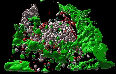 Modeling Embryogenesis | EBRAHIMKHANI LAB