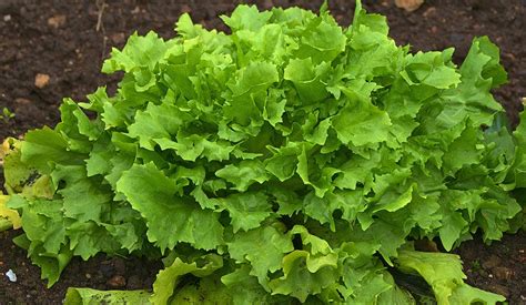 How to Grow Endive — J&R Pierce Family Farm: Official Blog