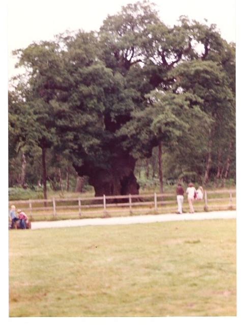 "The Major Oak At Sherwood Forest Nr Edwinstowe This was in 1982 The ...