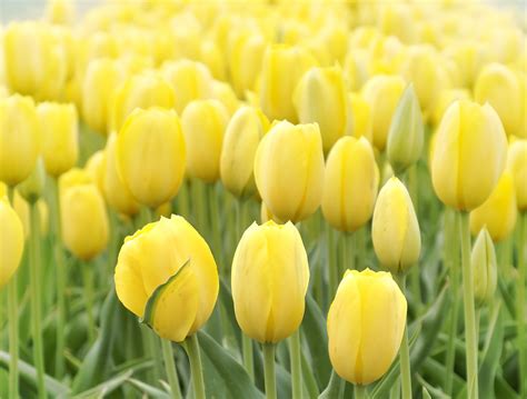 Yellow Tulips Field | 790 KGMI