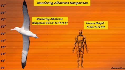 Albatross Wingspan Compared To Human