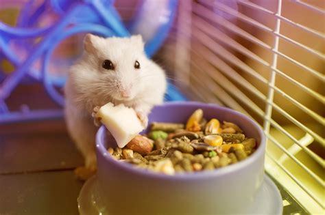 Can hamsters eat cheese? | Complete Guide | SmartPet