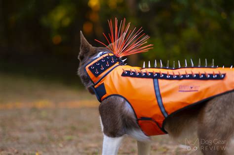 What Is A Coyote Vest? How Does It Protect A Dog? Dog Gear Review ...