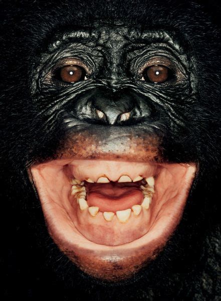 Smile. =) | Primates, Animal planet, Apes